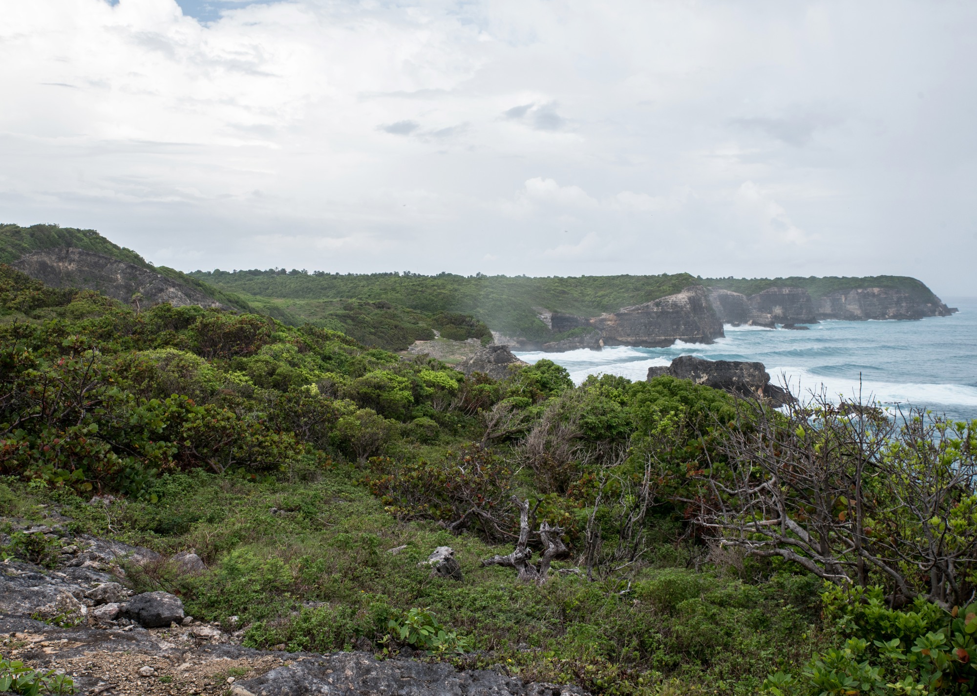 039 - Saint-Louis, Caye Plate, Site classé des Falaises du Nord-Est de Marie-Galante, octobre 2017