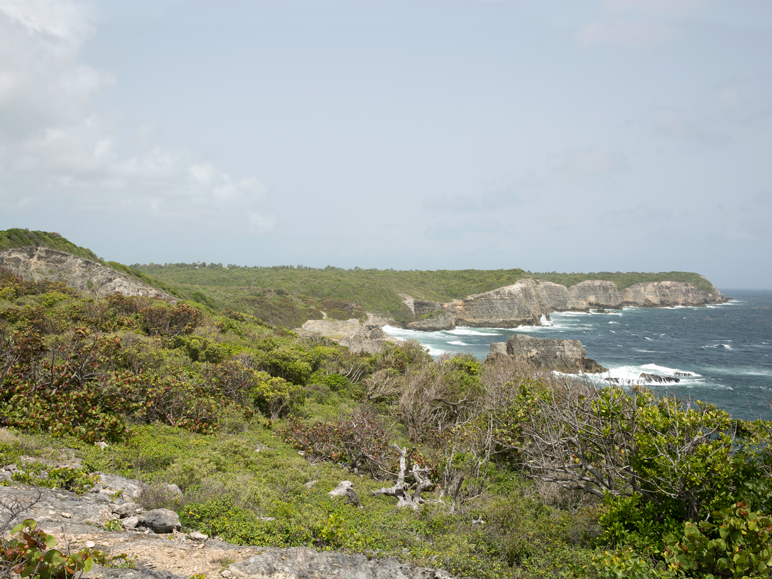 039 - Saint-Louis, Caye Plate, Site classé des Falaises du Nord-Est de Marie-Galante, juillet 2018