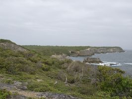 039 - Saint-Louis, Caye Plate, Site classé des Falaises du Nord-Est de Marie-Galante, juillet 2021